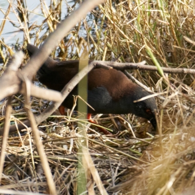 Zapornia tabuensis (Spotless Crake) at Jerrabomberra Wetlands - 24 May 2024 by MichaelJF