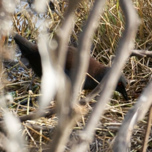 Zapornia tabuensis at Jerrabomberra Wetlands - 24 May 2024