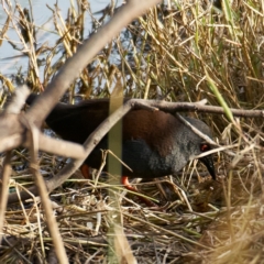 Zapornia tabuensis at Jerrabomberra Wetlands - 24 May 2024