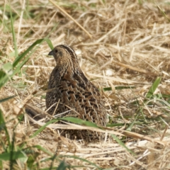 Synoicus ypsilophorus (Brown Quail) at Fyshwick, ACT - 24 May 2024 by MichaelJF