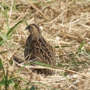 Synoicus ypsilophorus at Jerrabomberra Wetlands - 24 May 2024