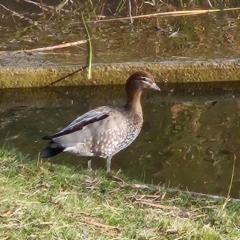 Chenonetta jubata (Australian Wood Duck) at Kingston, ACT - 24 May 2024 by MatthewFrawley