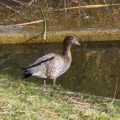 Chenonetta jubata (Australian Wood Duck) at Lake Burley Griffin Central/East - 24 May 2024 by MatthewFrawley