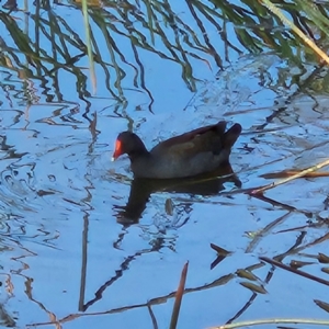 Gallinula tenebrosa at JER700: JWs - Eyrie St Wetland - 24 May 2024