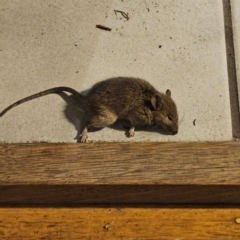 Mus musculus (House Mouse) at QPRC LGA - 24 May 2024 by MatthewFrawley