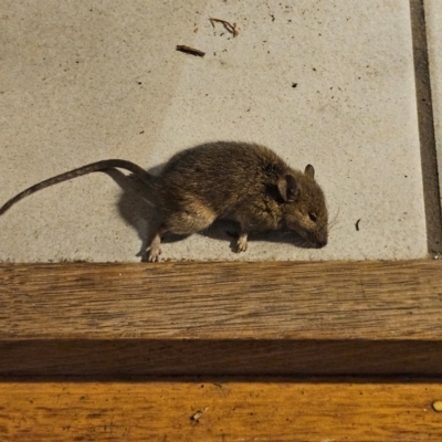 Mus musculus (House Mouse) at Braidwood, NSW - 24 May 2024 by MatthewFrawley