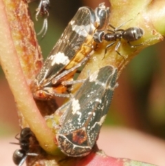 Eurymeloides punctata (Gumtree hopper) at Freshwater Creek, VIC - 14 Dec 2023 by WendyEM