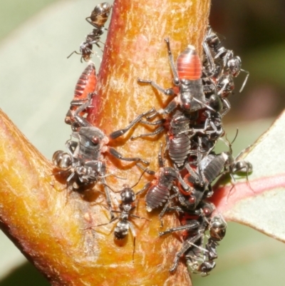 Unidentified Ant (Hymenoptera, Formicidae) at Freshwater Creek, VIC - 14 Dec 2023 by WendyEM