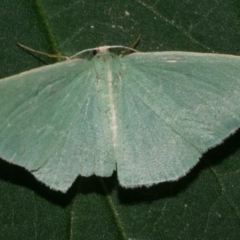 Chlorocoma (genus) (An Emerald moth (Geometrinae)) at WendyM's farm at Freshwater Ck. - 22 Dec 2023 by WendyEM