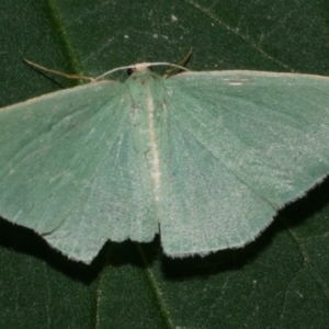 Chlorocoma (genus) at WendyM's farm at Freshwater Ck. - 22 Dec 2023 10:34 PM