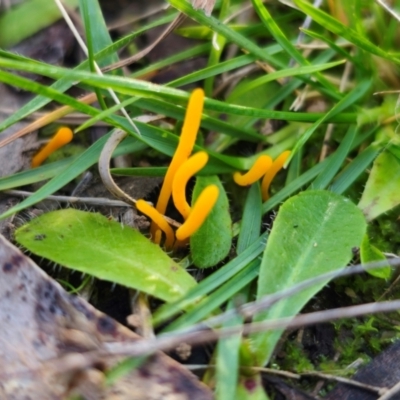 Clavulinopsis amoena (Yellow club) at Captains Flat, NSW - 19 May 2024 by Csteele4