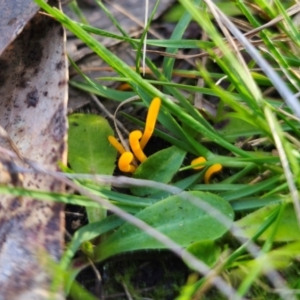 Clavulinopsis amoena at QPRC LGA - 19 May 2024