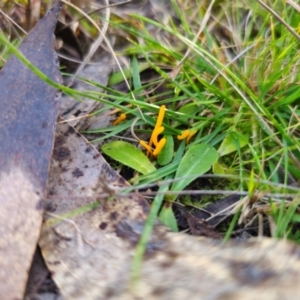 Clavulinopsis amoena at QPRC LGA - 19 May 2024