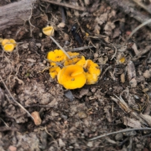 Phaeohelotium (Discinella terrestris aggregate) at QPRC LGA - 19 May 2024