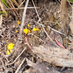 Phaeohelotium (Discinella terrestris aggregate) at QPRC LGA - 19 May 2024