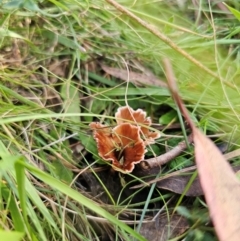 Podoscypha petalodes at QPRC LGA - 23 May 2024 by Csteele4