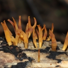 Unidentified Clubs/stalks on wood or on leaf/twig litter at ANBG - 24 May 2024 by TimL