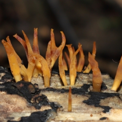 Unidentified Clubs/stalks on wood or on leaf/twig litter at ANBG - 24 May 2024 by TimL