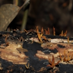 Calocera sp. at ANBG - 24 May 2024