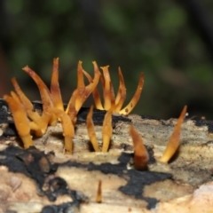 Calocera sp. at ANBG - 24 May 2024