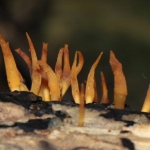 Calocera sp. at ANBG - 24 May 2024