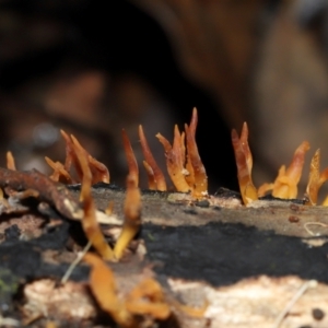 Calocera sp. at ANBG - 24 May 2024