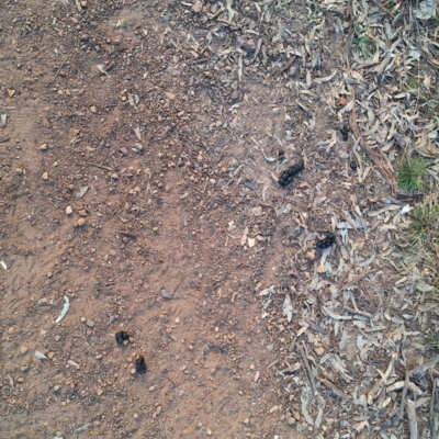 Unidentified Feral hoofed introduced mammal at Hackett, ACT - 24 May 2024 by JenniM