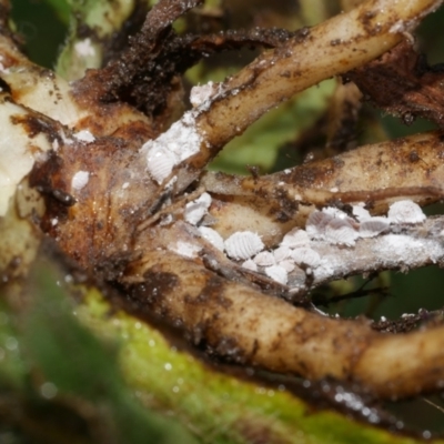 Unidentified Scale insect or Mealybug (Hemiptera, Coccoidea) at Freshwater Creek, VIC - 25 Dec 2023 by WendyEM