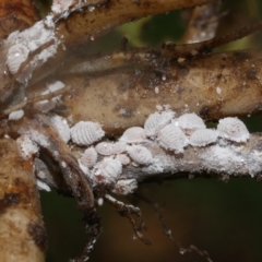 Pseudococcidae sp. (family) at WendyM's farm at Freshwater Ck. - 25 Dec 2023 02:07 PM