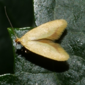 Aeolothapsa malacella (A Concealer moth) at WendyM's farm at Freshwater Ck. by WendyEM
