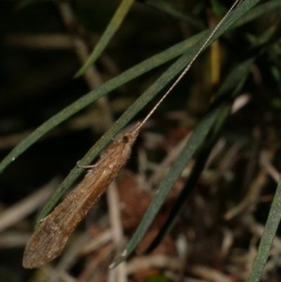 Trichoptera sp. (order) at Freshwater Creek, VIC - 23 Oct 2023 by WendyEM