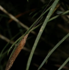 Trichoptera (order) at WendyM's farm at Freshwater Ck. - 23 Oct 2023 09:53 PM