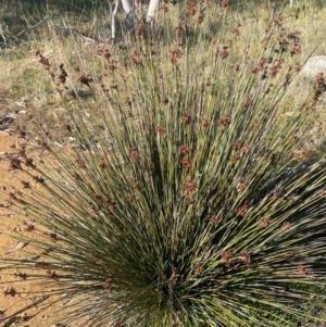 Juncus acutus at Tarago, NSW - 22 May 2024