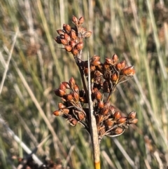 Juncus acutus at Tarago, NSW - 22 May 2024