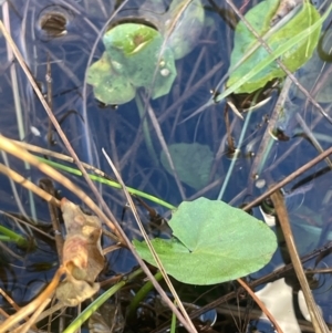 Centella asiatica at Tarago, NSW - 22 May 2024