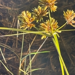 Cyperus eragrostis (Umbrella Sedge) at Tarago, NSW - 22 May 2024 by JaneR