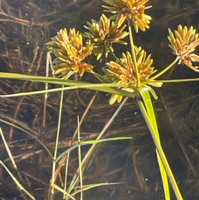 Cyperus eragrostis (Umbrella Sedge) at Tarago, NSW - 22 May 2024 by JaneR