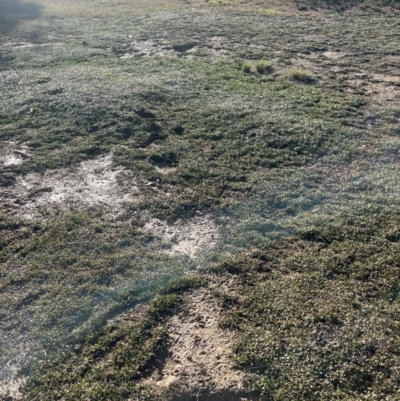 Selliera radicans (Shiny Swamp-mat) at Tarago, NSW - 22 May 2024 by JaneR