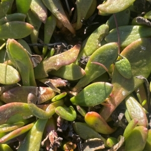 Goodenia radicans at Tarago, NSW - 22 May 2024