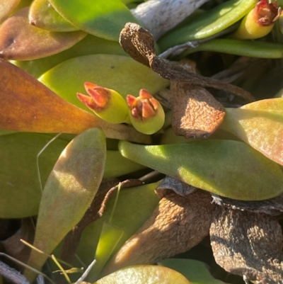 Goodenia radicans (Shiny Swamp-mat) at Tarago, NSW - 22 May 2024 by JaneR