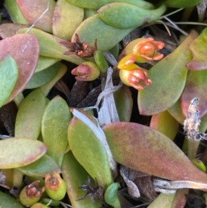 Goodenia radicans at Tarago, NSW - 22 May 2024