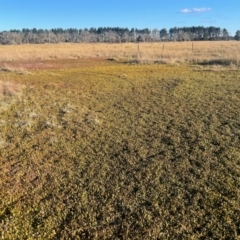 Goodenia radicans at Tarago, NSW - 22 May 2024