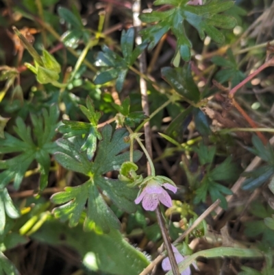 Geranium solanderi var. solanderi at Whitlam, ACT - 23 May 2024 by CattleDog