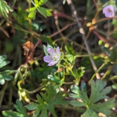 Geranium sp. Pleated sepals (D.E.Albrecht 4707) Vic. Herbarium at The Pinnacle - 23 May 2024 10:06 AM