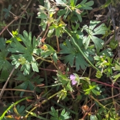 Geranium sp. Pleated sepals (D.E.Albrecht 4707) Vic. Herbarium at The Pinnacle - 23 May 2024 10:06 AM