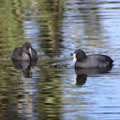 Fulica atra (Eurasian Coot) at Jerrabomberra, NSW - 24 May 2024 by RodDeb