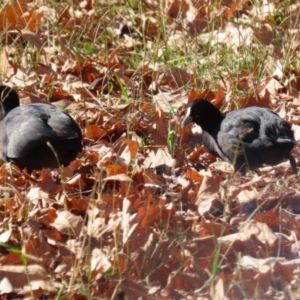 Fulica atra at QPRC LGA - 24 May 2024 11:47 AM