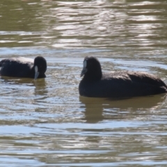 Fulica atra at QPRC LGA - 24 May 2024 11:47 AM