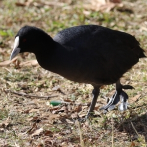 Fulica atra at QPRC LGA - 24 May 2024 11:47 AM