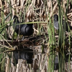 Fulica atra at QPRC LGA - 24 May 2024 11:47 AM